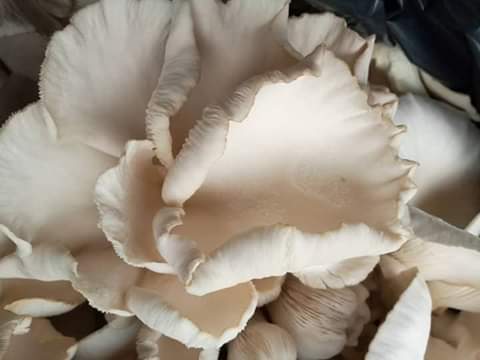 Vie Rurale Authentique